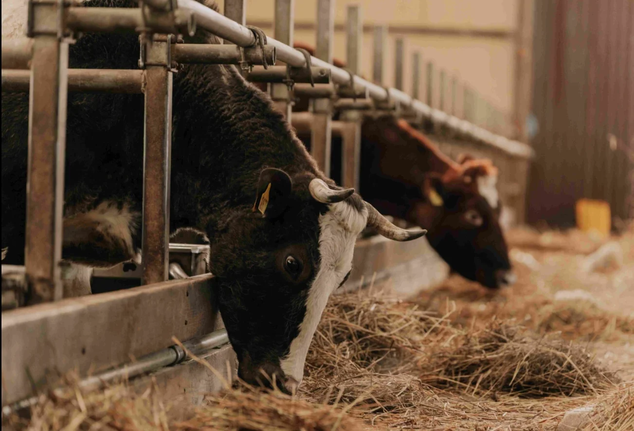 Фото Экоранчо - отдых на ферме в Алексеевке - развлечение в Москве | Досугатор